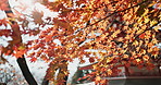 Sun, leaves and tree with Japanese temple, environment and landscape, architecture with travel and lens flare. Sunshine, nature and autumn with orange foliage, traditional and pagoda building outdoor