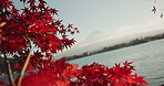 Nature, trees and forest in Japan with lake for landscape, environment or water by cityscape. Travel destination, natural background and red leaves in woods, park or mountain by river for scenic view