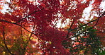 Nature, beauty and Japanese maple trees, red leaves change color and plant in autumn season. Outdoor, sunshine and momiji at park, garden or natural forest woods on a lens flare background in Japan