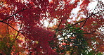 Red, nature and Japanese maple trees, plant leaves change color and sunshine in autumn season. Outdoor, beauty and momiji at park, garden or natural forest woods on a lens flare background in Japan