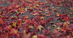 Red leaves, ground and autumn nature as closeup of environment plants, ecology or sustainability. Forest, woods and orange foliage in garden countryside on rainy season for garden, fall or outdoor