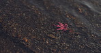 Closeup, red maple leaf and hand by Lake Kawaguchi for game, playful or memory in nature, adventure or holiday. Girl, plant and zoom on vacation with travel, environment and waves by water in Tokyo