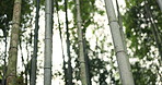 Ecology, closeup and bamboo trees in the forest for nature, sustainability and tropical environment. Landscape, clean energy and plants in a woods, yard or a park for growth or eco friendly climate