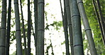 Summer, closeup and bamboo trees in the forest for nature, sustainability and tropical environment. Landscape, clean energy and plants in a woods, yard or a park for growth or eco friendly climate