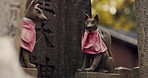 Fox statue at Shinto shrine in forest with spiritual history, Japanese culture and vintage art in nature. Travel, landmark and stone jinja sculpture in woods with stone animal monument, trees and god