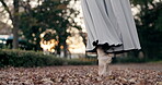 Ballerina, dancer and pointe in nature or feet closeup for talent performance, professional or Japanese garden. Legs, shoes and skirt in leaves on street or elegant artist, creative or entertainment