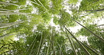 Low angle, bamboo trees and light with green in nature, Japanese jungle with leaves and fresh air. Environment, landscape in Japan with greenery, foliage and reed plants in natural background