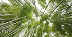 Low angle, bamboo trees and green in nature, Japanese jungle or garden with leaves and environment. Earth, landscape in Japan with greenery, foliage and reed plants in natural background or location