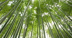 Low angle, bamboo trees and landscape with green in nature, Japanese jungle with leaves and lens flare. Environment, garden in Japan with greenery, foliage and reed plants, in natural background