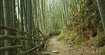 Bridge, bamboo trees and green in nature, Japanese jungle with leaves and pathway in location. Environment, landscape in Japan with greenery, foliage and reed plants in natural background or garden