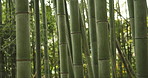 Closeup, bamboo trees and sunshine with green in nature, Japanese jungle or garden with leaves. Environment, landscape in Japan with greenery, foliage and reed plant in natural background or location