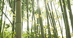 Leaves, bamboo trees and sunshine with green in nature, Japanese jungle or garden with lens flare. Environment, landscape in Japan with greenery, foliage and reed plants in natural background