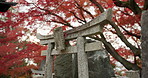 Japan, arch and forest at shrine for religion, sacred culture and spiritual entrance in Kyoto outdoor. Travel, writing and rock pillars in a garden with religious and Japanese building on holiday