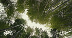 Trees, below forest and sky in nature with growth, leaves and sunshine in Japan, sustainability and environment. Bush, plants and rainforest with wind, bamboo and ecology in woods landscape in Kyoto