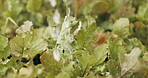 Watering, lettuce and crops for farming with agriculture, gardening and vegetables growth for nutrition. Agro industry, organic plants and growing with spinach irrigation to spray, food and leaves