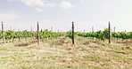 Vineyard, plant and field in nature for travel explore or wine production, agriculture or environment. Grass, leaves and rural summer for drink development in countryside, farming or sustainability