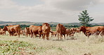 Sustainability, farming and cows on field, group of animals in countryside with mountain landscape on ranch. Nature, grass and cattle grazing on farm with agriculture, land and cloudy sky in morning.