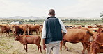 Farming, cows and black man with field, walking with sustainability and agriculture in African countryside. Nature, animals and cattle farmer with small business in food or dairy production from back