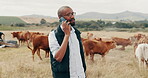 Farmer, countryside and phone call with cows, talking and beef export, networking and animals. Production, stock and nature in ranch, organic and land for conservation, farming and agriculture