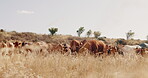 Cows, cattle and countryside grazing on farm for dairy production, agriculture or mountains. Livestock, grassland and rural field or sustainability nature on meadow land for milk, rural or ecology