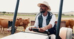 Farm, cows and black man driving tractor for agriculture, growth or sustainability in countryside. smile, cattle and vehicle with young farmer working on cattle ranch for beef or dairy produce
