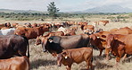Landscape, farming and cows on field, herd of animals in countryside with mountains on ranch. Nature, grass and group of cattle grazing on sustainable farm with agriculture, land and morning sky.