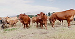 Cows, cattle and nature field for sustainable production, agriculture or mountains. Livestock, grassland and rural animal group on hill for environmental dairy farm on meadow land, outdoor or ecology