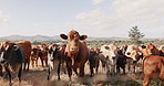 Farming, cows and sustainability with animals, countryside and livestock on a field, summer and beef production. Cattle grazing, nature and landscape with agriculture, milk farm and eco friendly