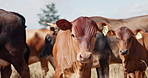 Sustainability, farming and young cows on field, portrait of animals in countryside with trees on ranch. Nature, grass and group of cattle grazing on farm with agriculture, land and morning blue sky.