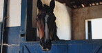 Horse, face and stable or countryside farm in environment for animal safety, care or wellness. Stallion, equestrian and training on nature ranch or mare tourism sport for agriculture, rodeo or jockey