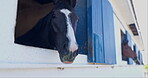 Horse, face and stable or nature outdoor for competitive riding sport or environment, farm or recreation. Animals, window and countryside ranch for equestrian training practice, veterinary or care