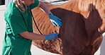 Vet, woman and stethoscope for horse health on farm, veterinary medicine and care for sick animal. Agriculture, farming and medical expert working in professional healthcare, wellness or veterinarian