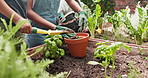 People, hands and soil in backyard with gardening for sustainability, plant growth and ecology. Environment, outdoor and garden development with ground for leaves, farming and greenery in nature
