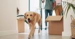 Couple, dog and boxes in new home with moving, holding hands and front door for fresh start at property. People, pet animal and cardboard package with investment, real estate and mortgage at house