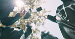 Students, low angle and throw graduation cap in celebration with success, education and outdoor together. People, group and cheers with hat for motivation, university or college by trees at campus