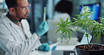 Scientist, people and cannabis research, marijuana analysis or weed for medicine solution, data collection or healthcare. Medical expert or man with natural CBD, plants growth or laboratory test tube