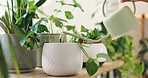 Hand, water and gardener with plants in shop for care of sustainable, agriculture or agro hobby. Gardening, greenery and closeup of person growing leaves for development in horticulture store.