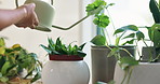 Hand, water and person with plants in shop for care of sustainable, agriculture or agro hobby. Gardening, greenery and closeup of botanist growing leaves for development in horticulture store.