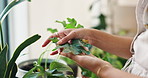 Plants, home and hands of woman with leaf for sustainable development, natural growth and progress. Flowers, green leaves or closeup of person gardening with nature in house or eco friendly apartment