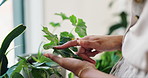 Plants, home and hands of woman with flower for sustainable development, natural growth and progress. Plant, green leaves or closeup of person gardening with nature in house or eco friendly apartment