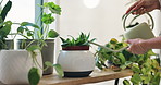 Hand, water and botanist with plants in shop for care of sustainable, agriculture or agro hobby. Gardening, greenery and closeup of person growing leaves for development in horticulture store.