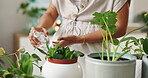 Woman hand spray on leave plants , using a spray bottle and in the morning at home . Waters the ground around houseplant and leafs in new pot ,home gardening for environmental lifestyle summer 