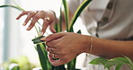 Hands, plants and gardening, check leaves with nature and greenhouse, ecology and growth. Fresh, sustainability and eco friendly, gardener person and green fingers with care for environment closeup