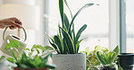 Hand, water and person with plants in shop for care of sustainable, agriculture or agro hobby. Gardening, greenery and closeup of botanist growing leaves for development in horticulture store.