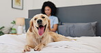 Woman, working and laptop in bed, dog and excited with tongue out, online and internet for email. Person, blurry and owner of pet, animal and technology for job in apartment, adult and home reading