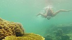 Snorkeling, swimming and a woman in the ocean for adventure, holiday and travel activity. Hobby, nature and a girl exploring under water in the sea for traveling, vacation and a swim in summer