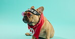 Bull dog, sunglasses and headband with bandana in studio, isolated on white background with fashion. Animal, pet and cool on clothes with accessory for care, adoption and support for protection