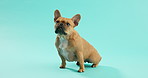 Cute, serious and sweet dog in studio ready for adoption or foster care with good personality. Small, canine and bulldog puppy, pet or animal with smart face isolated by blue background with mockup.