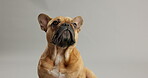 French bulldog, sit and relax for pet, adoption or free to good home for mockup on grey  background. Patient, dog or rescue as healthy, puppy or waiting for foster fail, loyalty or animal welfare