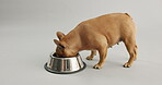 Dog, bowl and eating for pet, nutrition and health care as tasty breakfast on grey background. Hungry, French bulldog or kibble for energy, digestion or reward in wet or dry food diet in studio
